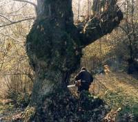 Burr of Chestnut on foot